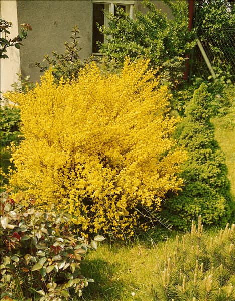 CYTISUS PRAECOX HOLLANDIA