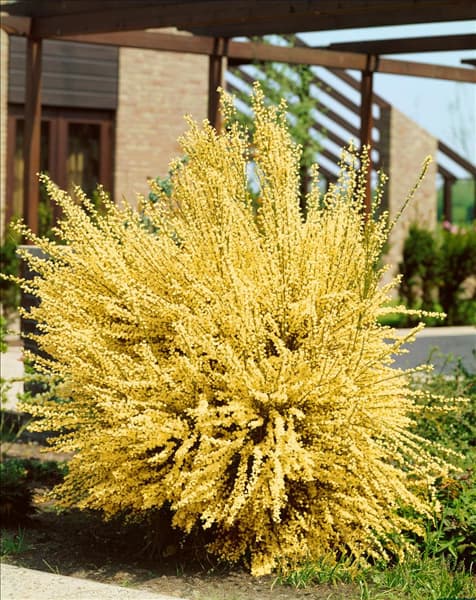 CYTISUS X PRAECOX ALBUS