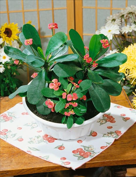 EUPHORBIA milii