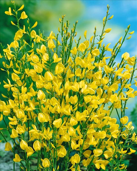 Cytisus x praecox Allgold