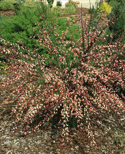 Cytisus x praecox Zeelandia