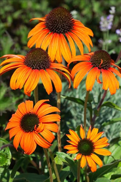 Echinacea Tangerine Dream