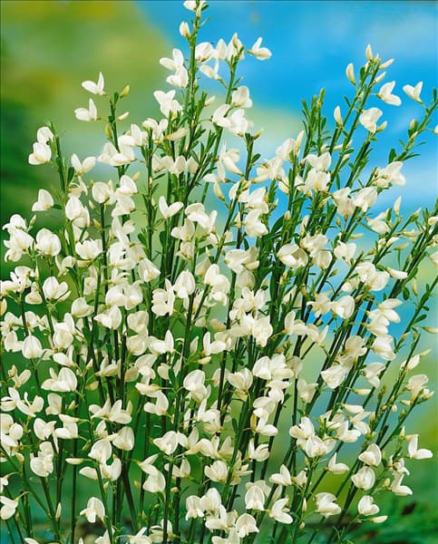 Cytisus x praecox Albus