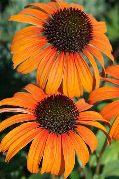 Echinacea Tangerine Dream