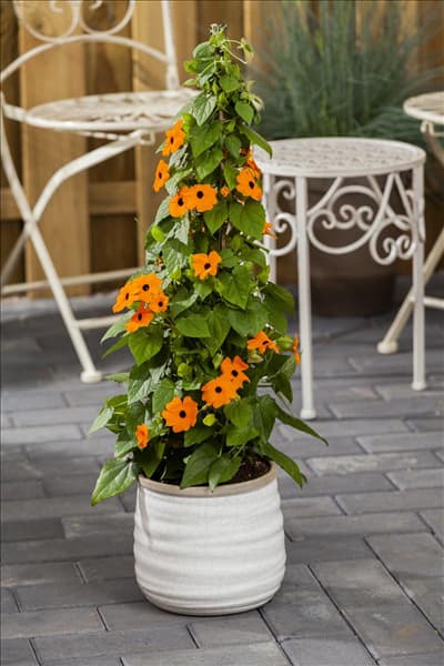 Thunbergia alata