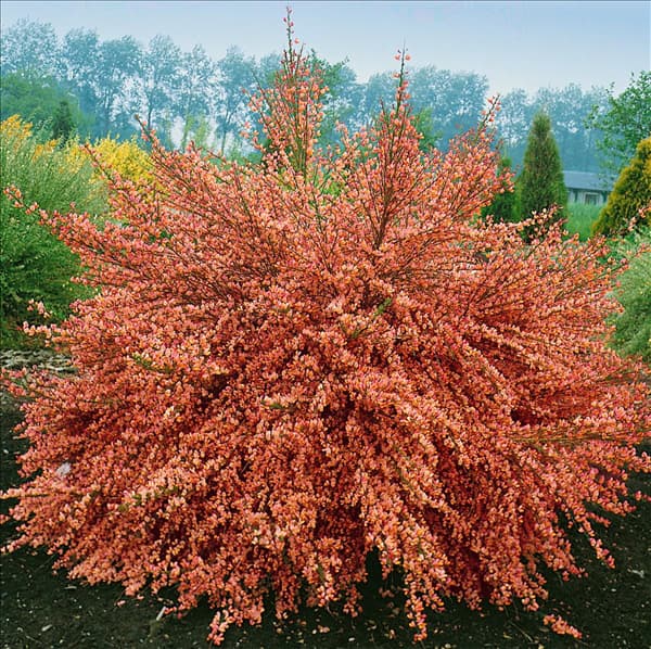 CYTISUS X PRAECOX FRISIA