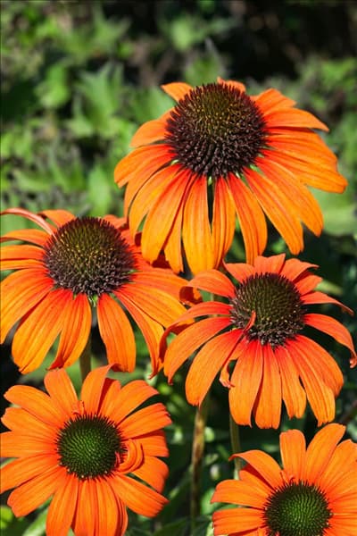 Echinacea Tangerine Dream