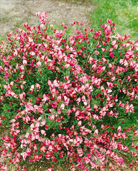 Cytisus x praecox Hollandia