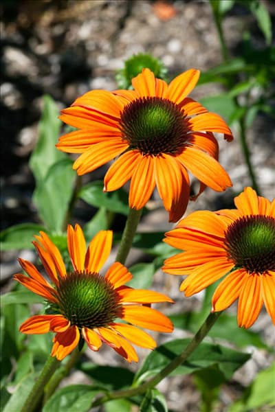 Echinacea Tangerine Dream