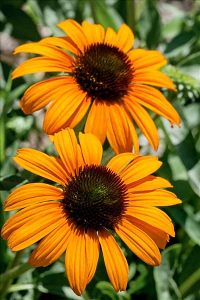 Echinacea Tangerine Dream