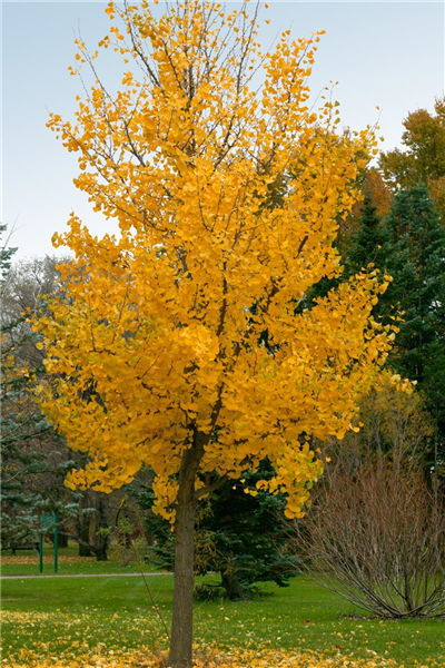 Ginkgo biloba Princeton Sentry