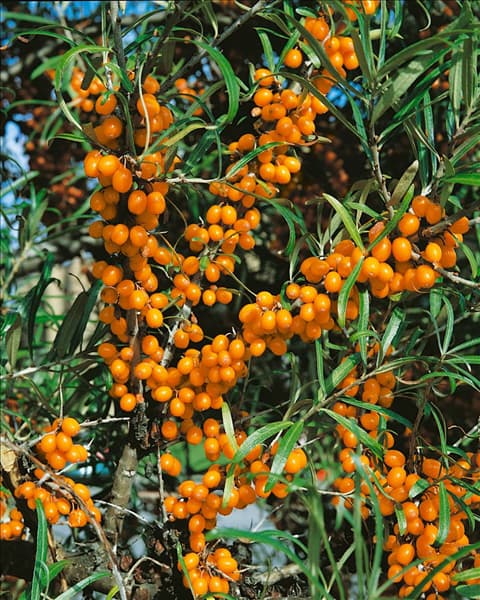 Hippophae rhamnoides 'Friesdorfer Orange'