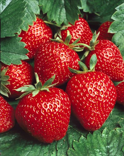 Fragaria x ananassa