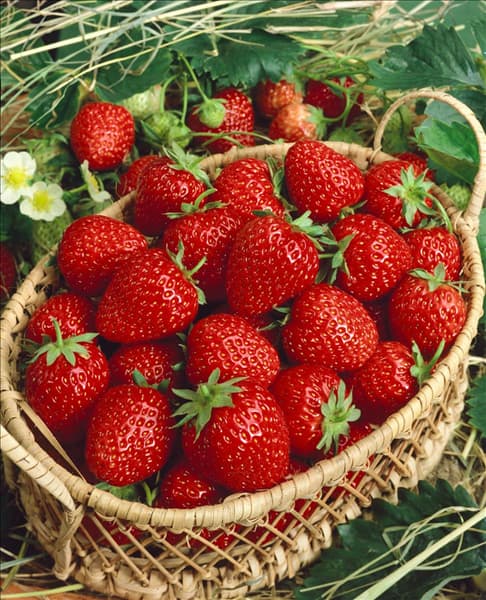Fragaria x ananassa