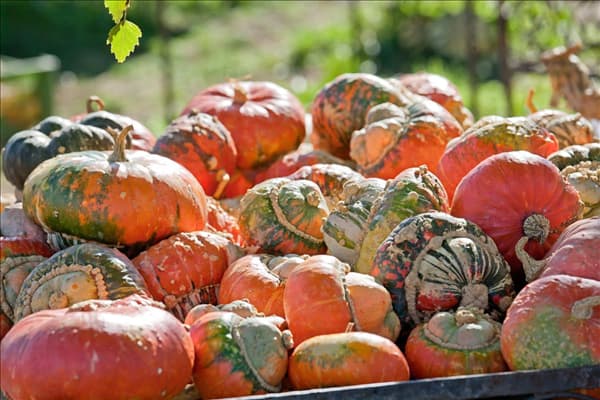Cucurbita pepo Bischofsmütze