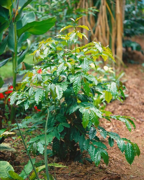 Coffea arabica im Wintergarten