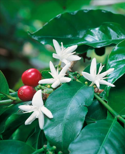Coffea arabica, Blüte und Samen