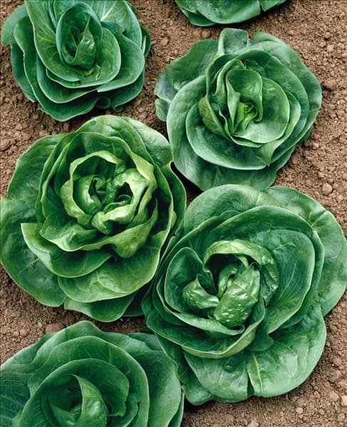 Cichorium intybus var. foliosum Grumolo
