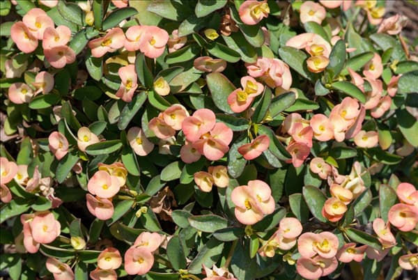 Euphorbia var. milii Dinnii