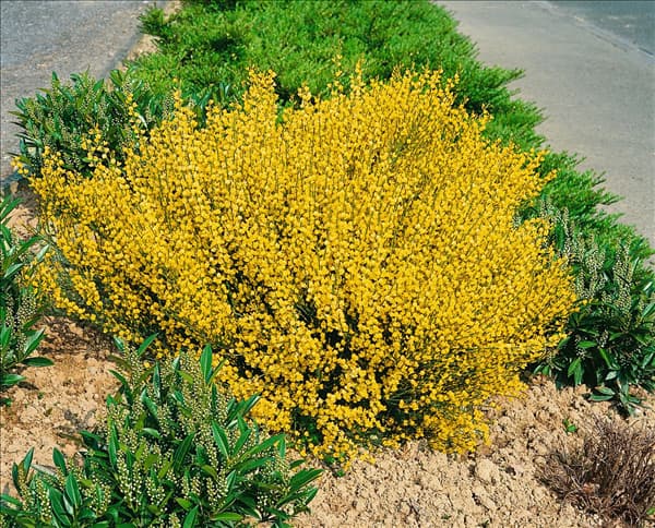 Cytisus x praecox Allgold