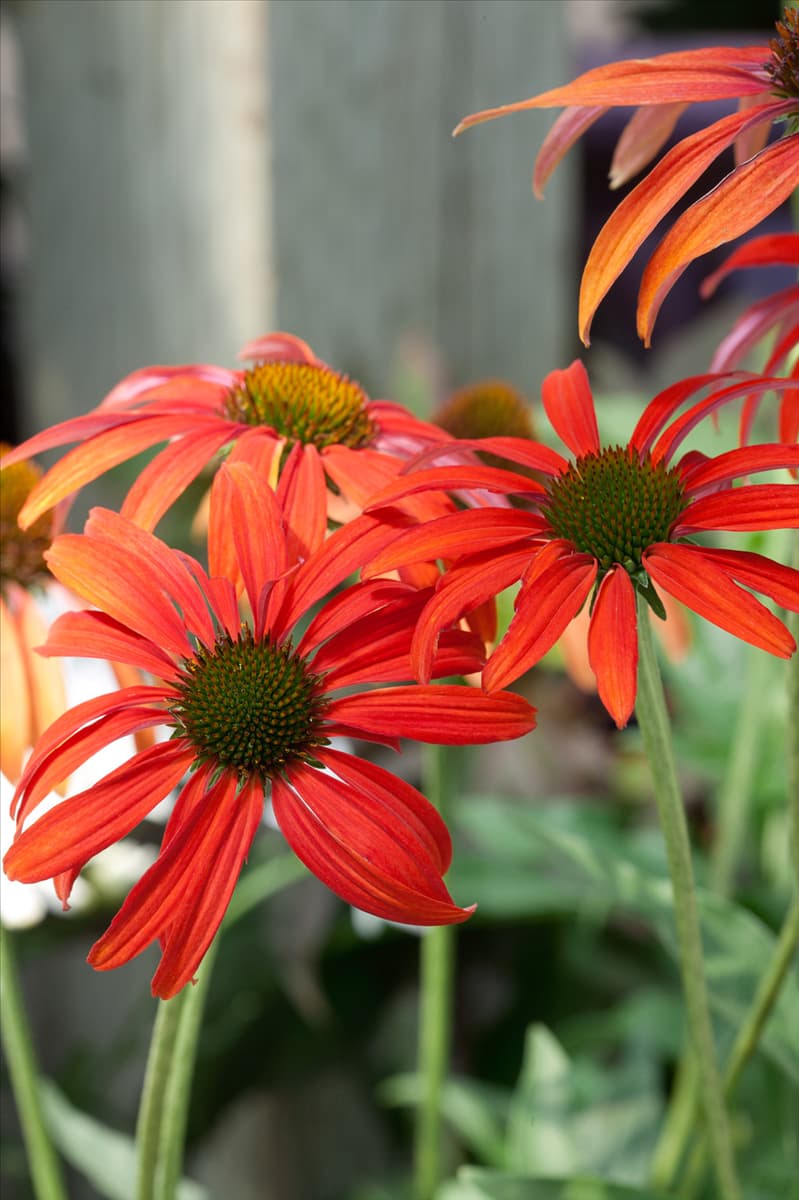 Echinacea Tomato Soup