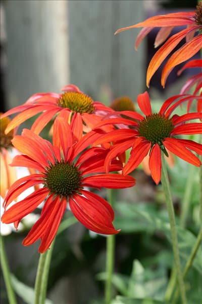 Echinacea Tomato Soup