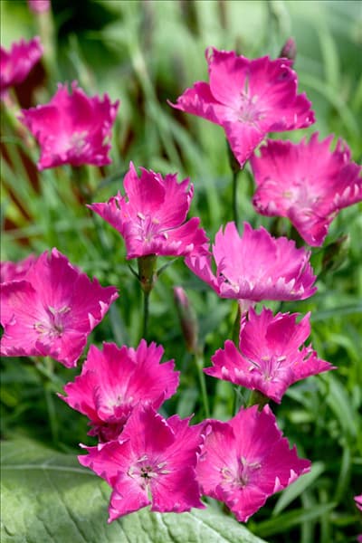 Dianthus superbus Hol Kaori KAHORI PINK