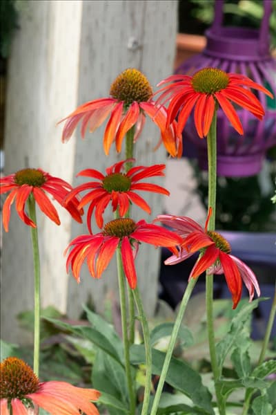 Echinacea Tomato Soup