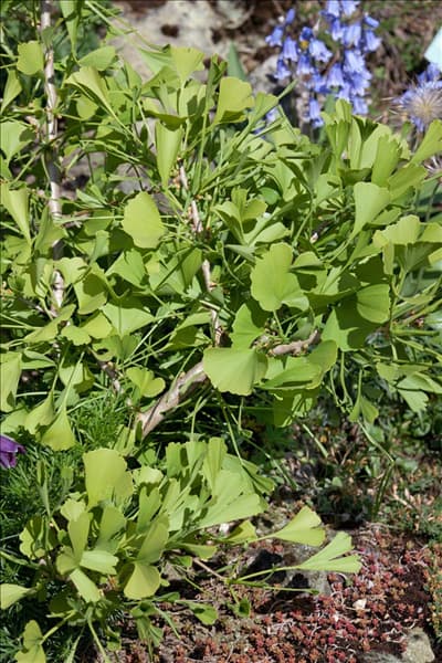 Gingko biloba Korinek