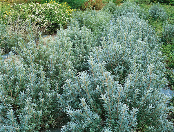 HIPPOPHAE rhamnoides Hikul