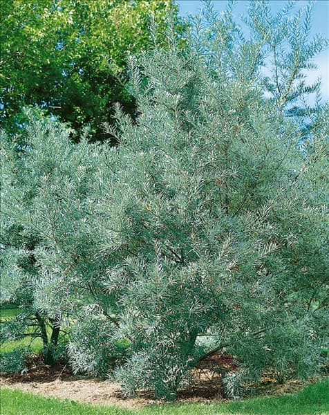 Hippophae rhamnoides Hikul