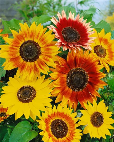 Helianthus annuus Mischung