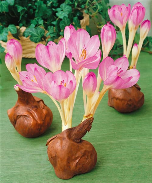 Colchicum autumnale Major