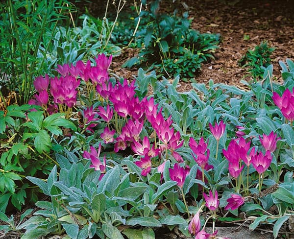 Colchicum autumnale