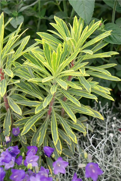 Euphorbia Ascot Rainbow