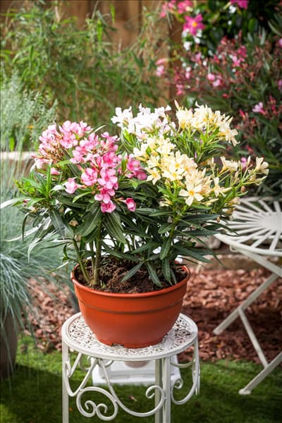 Nerium oleander