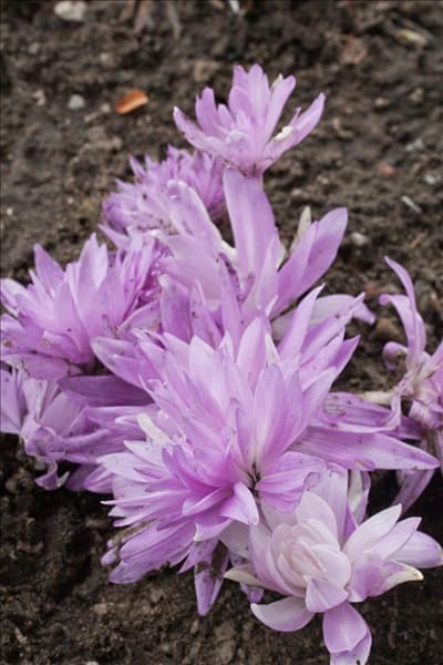 Colchicum autumnale Waterlily