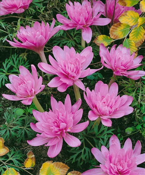 Colchicum autumnale Waterlily