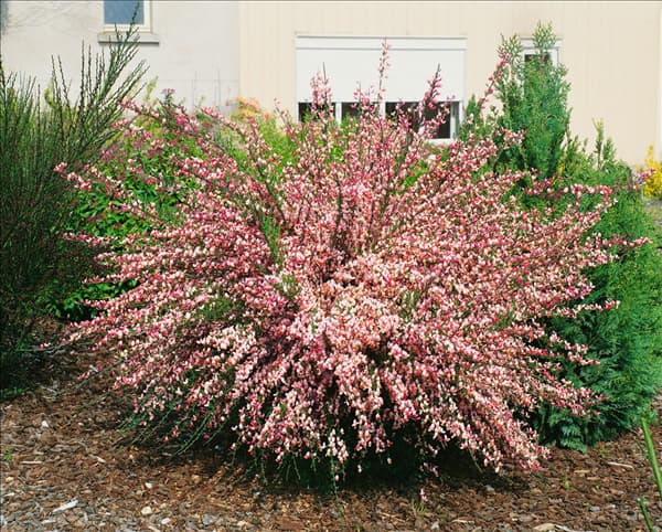 CYTISUS ZEELANDIA