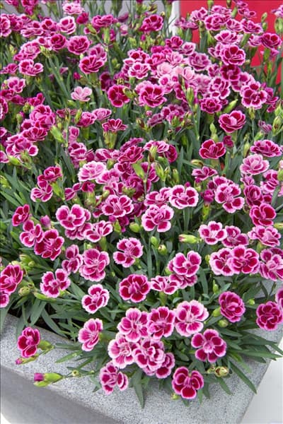 Dianthus caryophyllus Pink Kisses