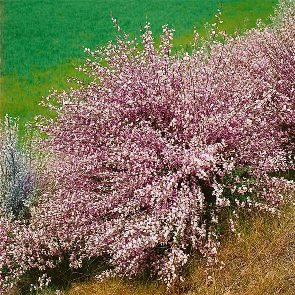CYTISUS ZEELANDIA