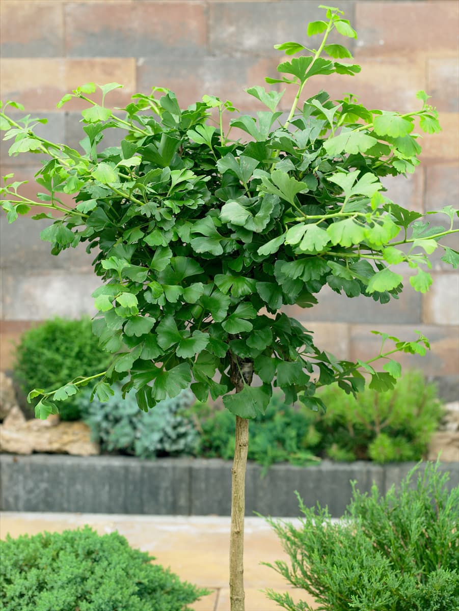 Ginkgo biloba Globosa