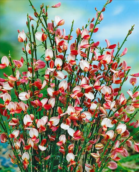 CYTISUS ZEELANDIA