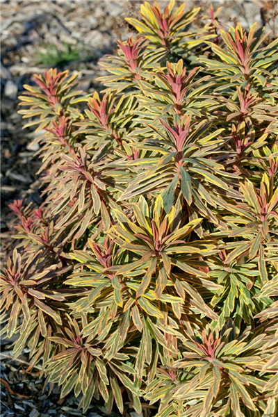 Euphorbia Ascot Rainbow