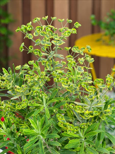Euphorbia Ascot Rainbow