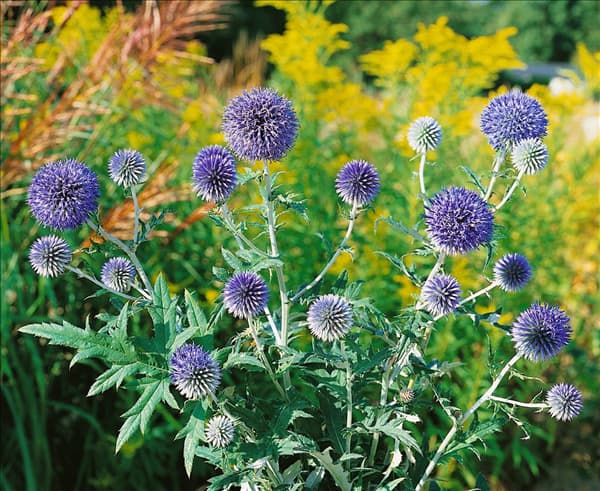 Echinops ritro Veitch's Blue