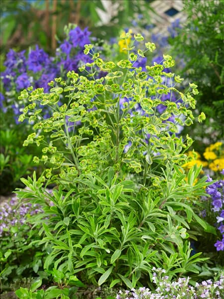 Euphorbia Ascot Rainbow