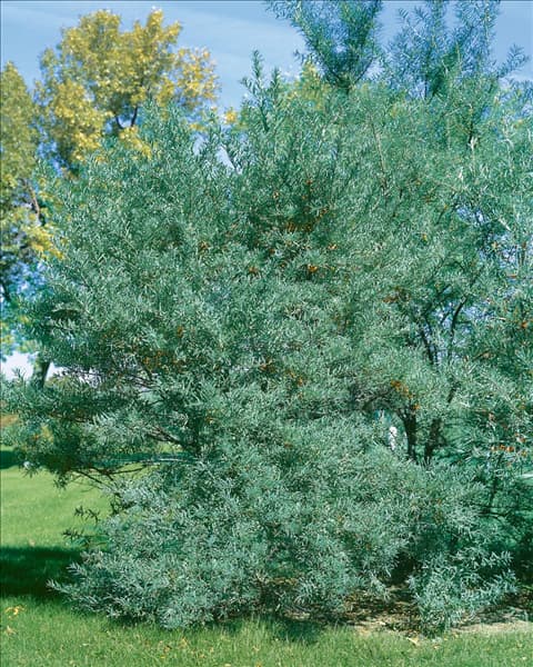 Hippophae rhamnoides Leikora
