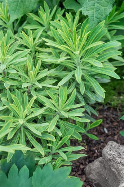 Euphorbia Ascot Rainbow
