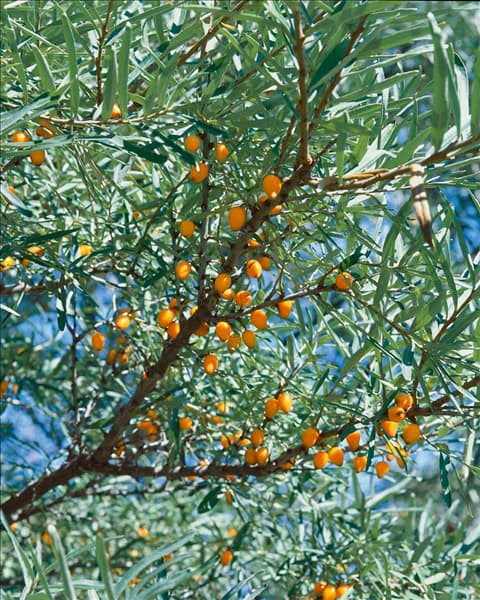 Hippophae rhamnoides Leikora